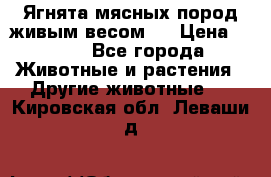 Ягнята мясных пород живым весом.  › Цена ­ 125 - Все города Животные и растения » Другие животные   . Кировская обл.,Леваши д.